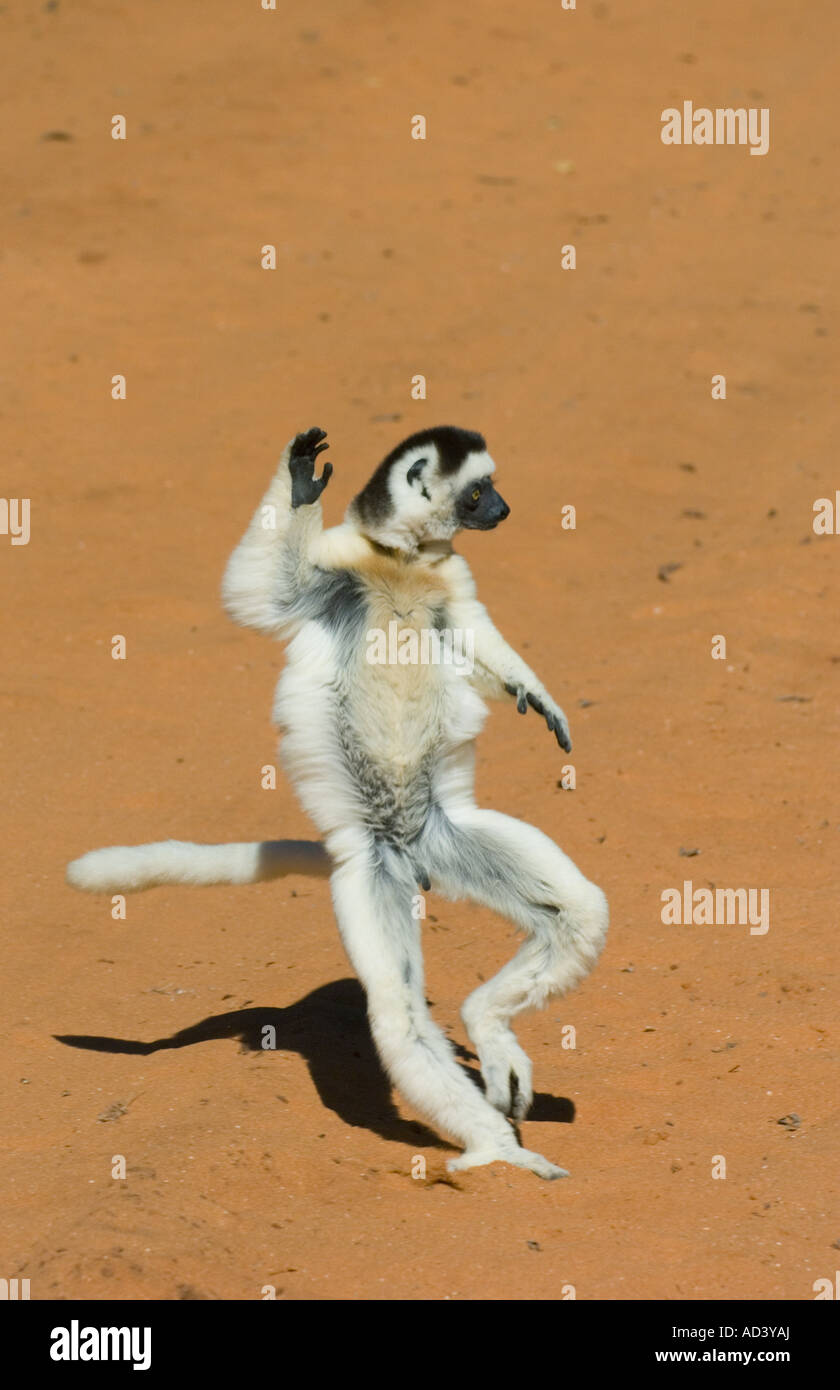 La Verreaux Sifaka Lemur (Propithecus verreauxi)Dancing, riserva Berenty Madagascar meridionale Foto Stock