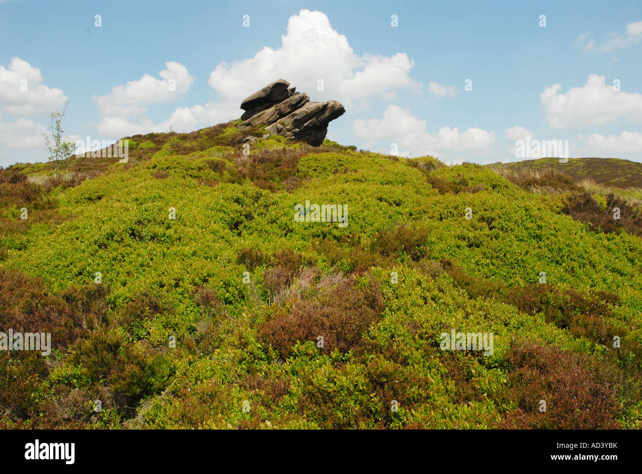 Mirtilli neri che coprono una collina Foto Stock