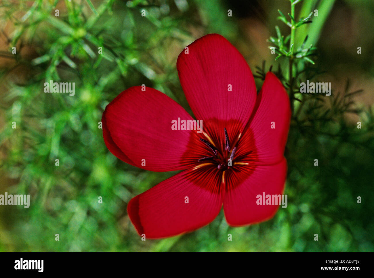 Grandiflorum Linnum Foto Stock