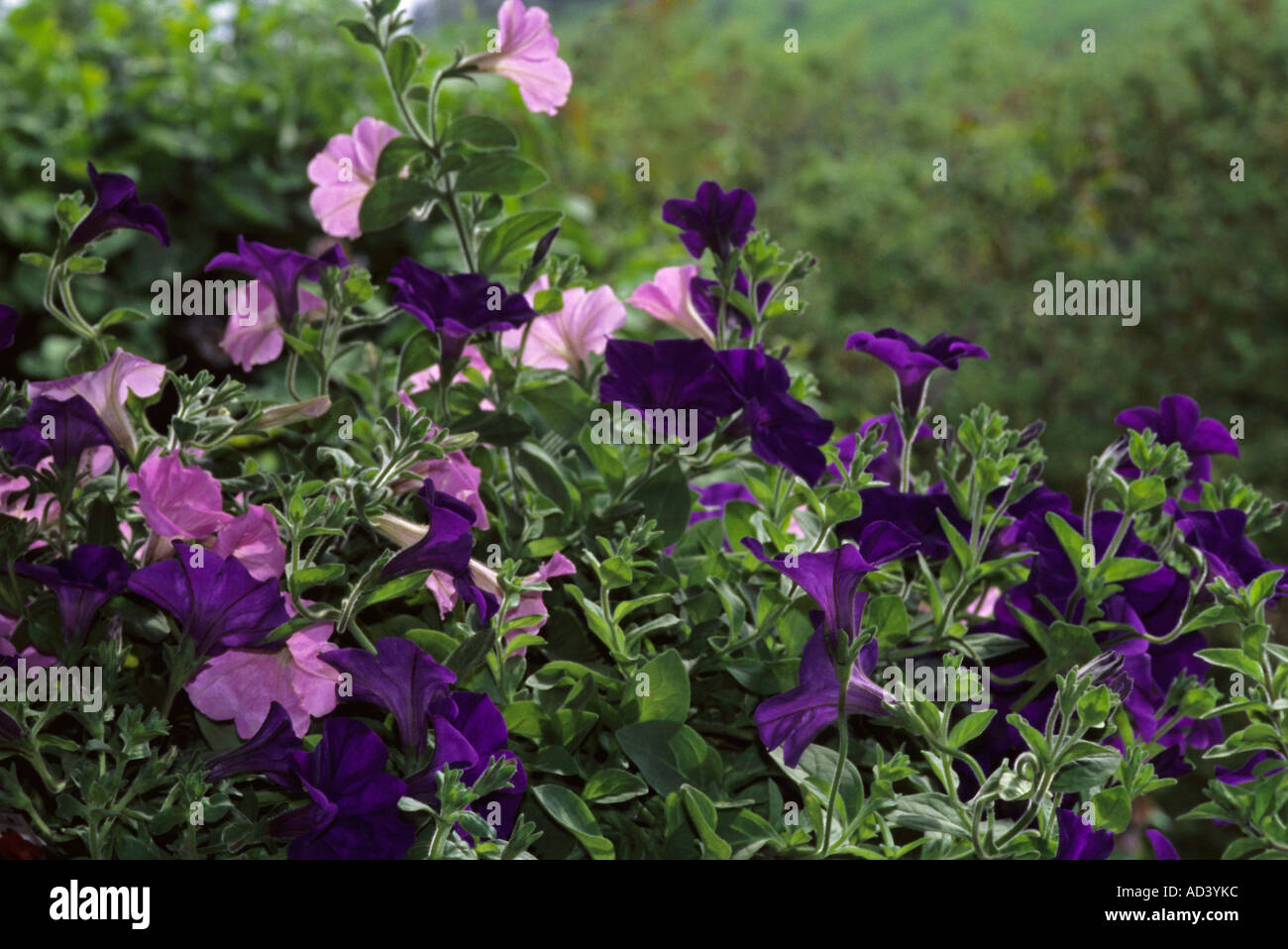 Axillaris Petunia hybrida - caleidos lavanda Foto Stock