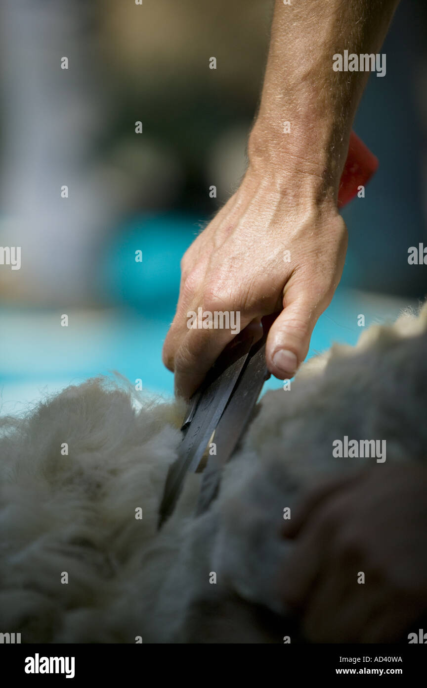 Close up del mans mano azienda cesoia di taglio durante il taglio di una pecora al fair Plaza Nueva Bilbao Foto Stock