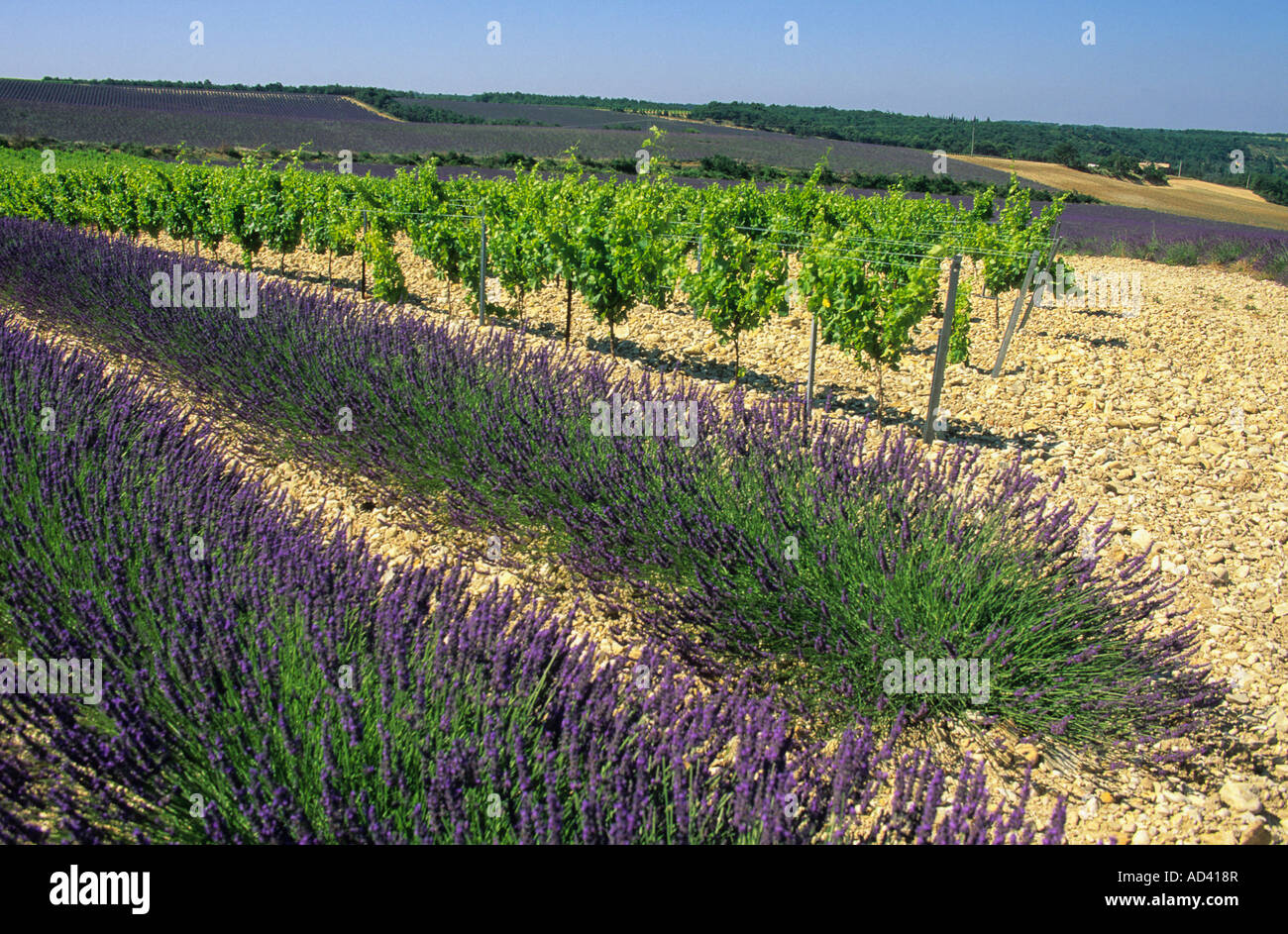 La vite e il campo di lavanda. Provenza.Francia Foto Stock