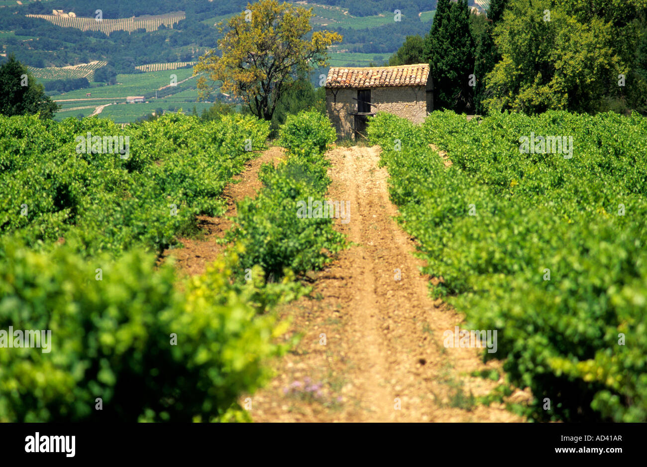 Cotes du Rhone. Vigneto. Francia Foto Stock