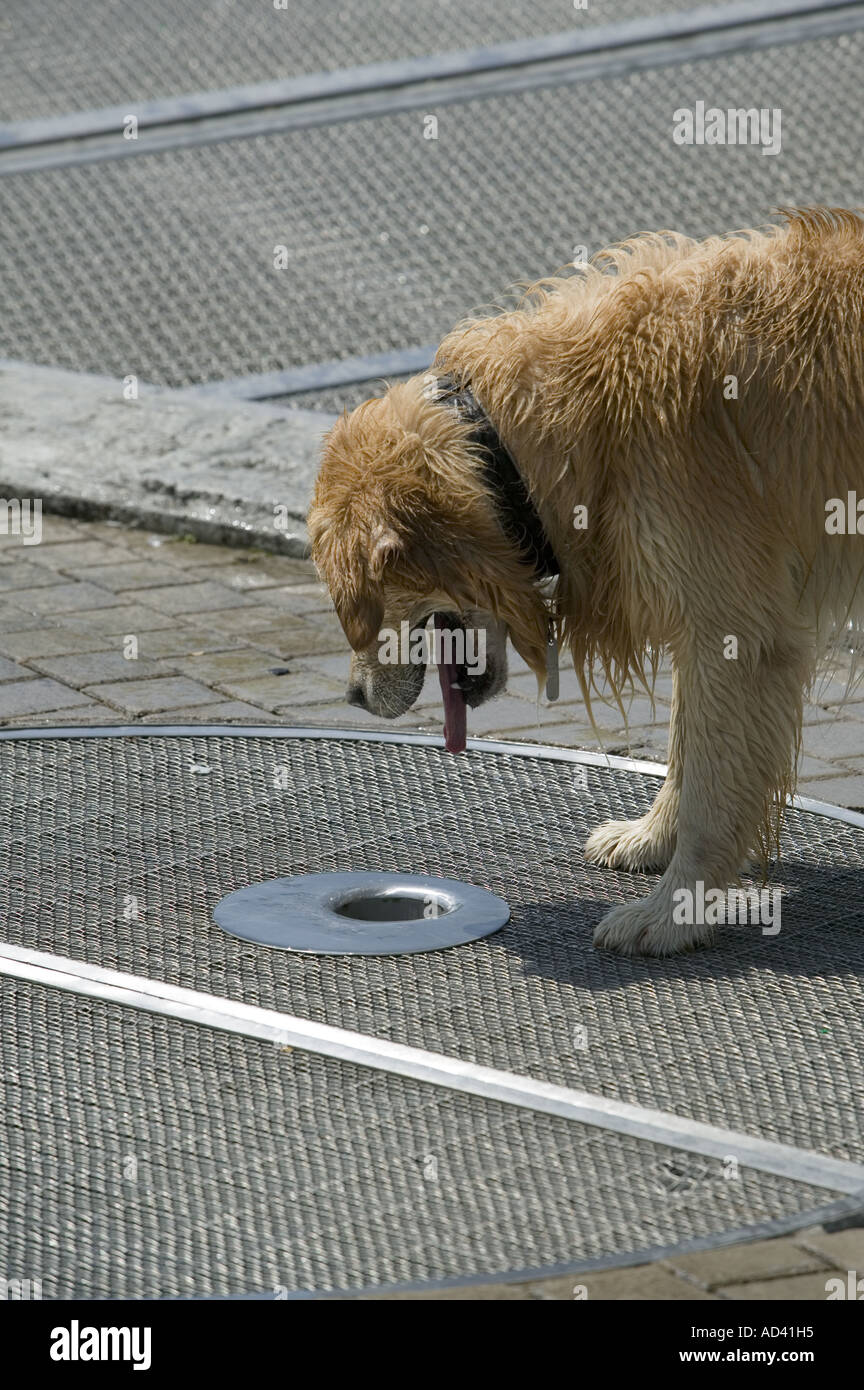 Un cane attende pazientemente in calore estivo per una fontana di acqua del tubo di lancio al di fuori del Museo Guggenheim a Bilbao. Foto Stock