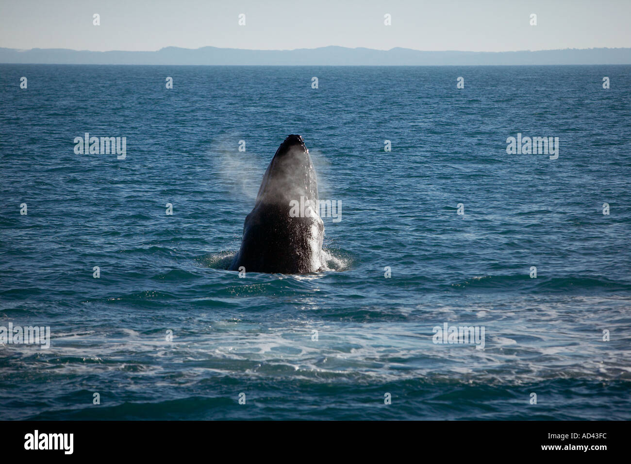 Pianeta di balene megattere Hervey Bay Queensland Australia Foto Stock