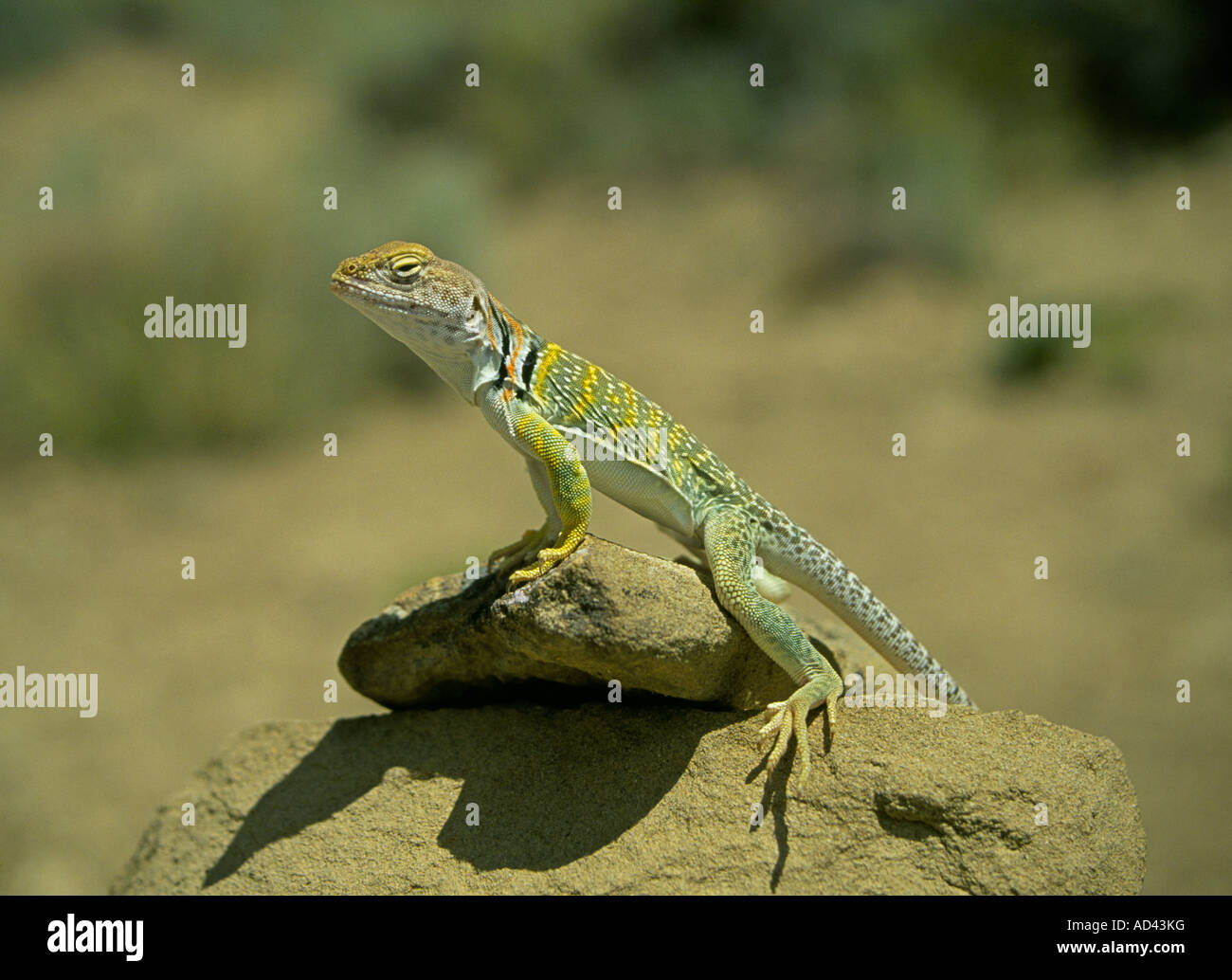 Ritratto di un western acciuffato lizard Crotaphytus collaris Foto Stock