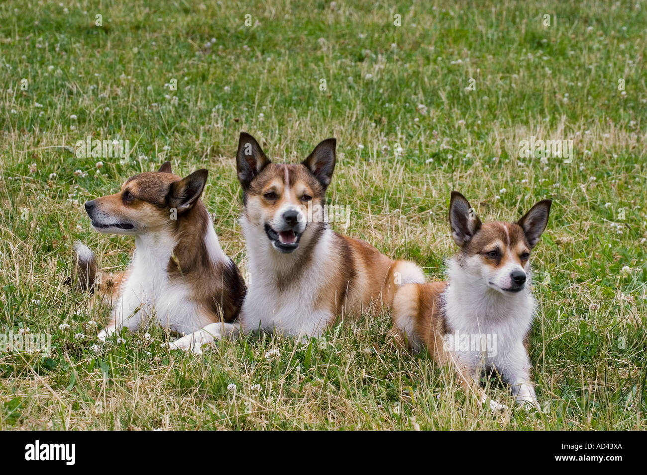 Norwegian puffin cane con due cuccioli Foto Stock