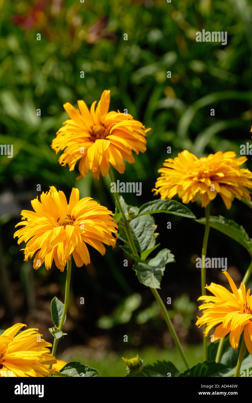 Doppia fioritura Daisy Foto Stock