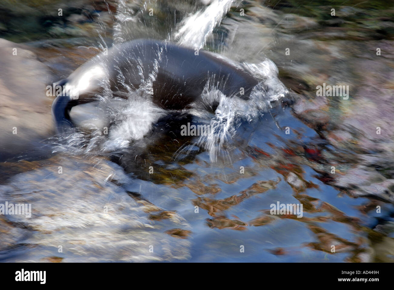 Sea Lion (Zalophus californianus), Immersioni subacquee Foto Stock