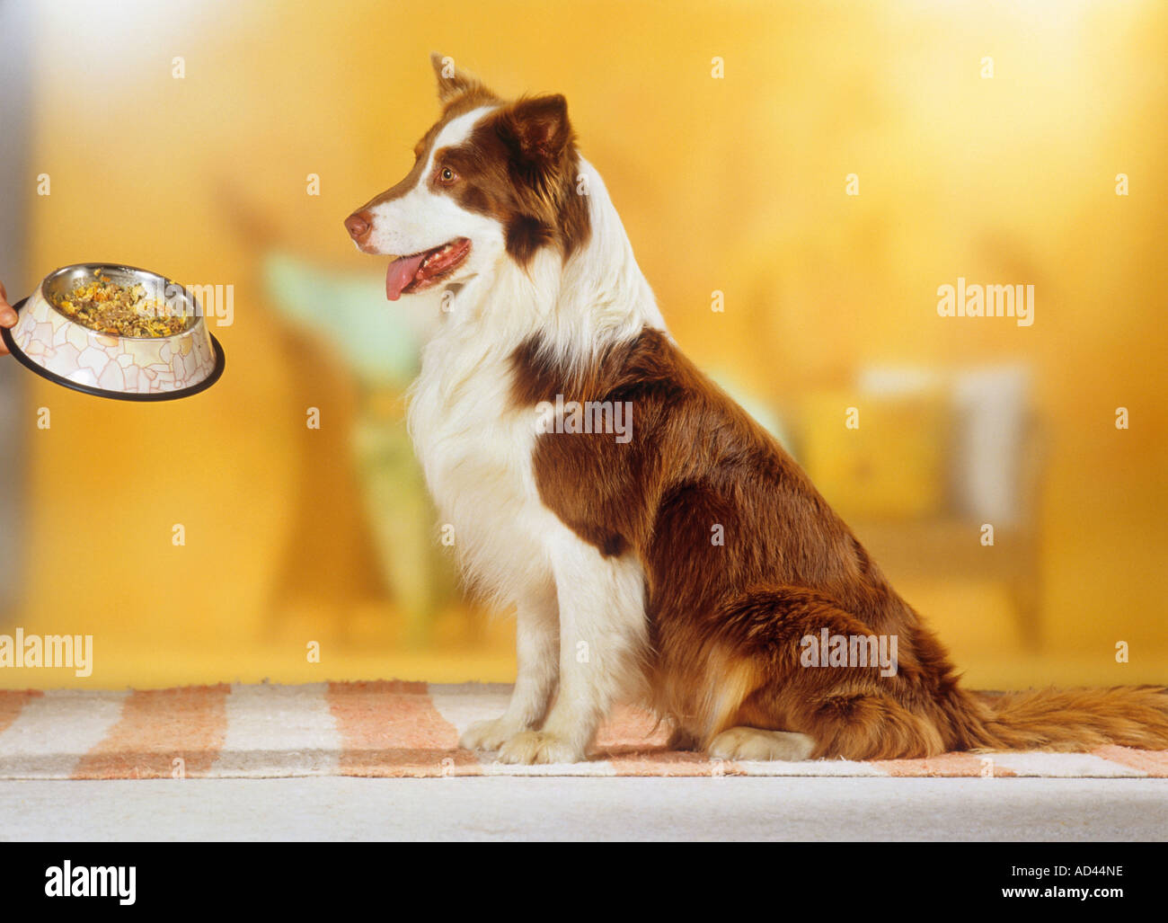 Australian Shepherd dog - cibo Foto Stock