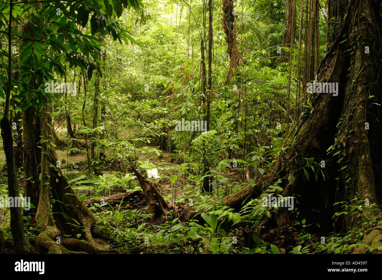 Giungla in Khao Sok national park, Thailandia Foto Stock