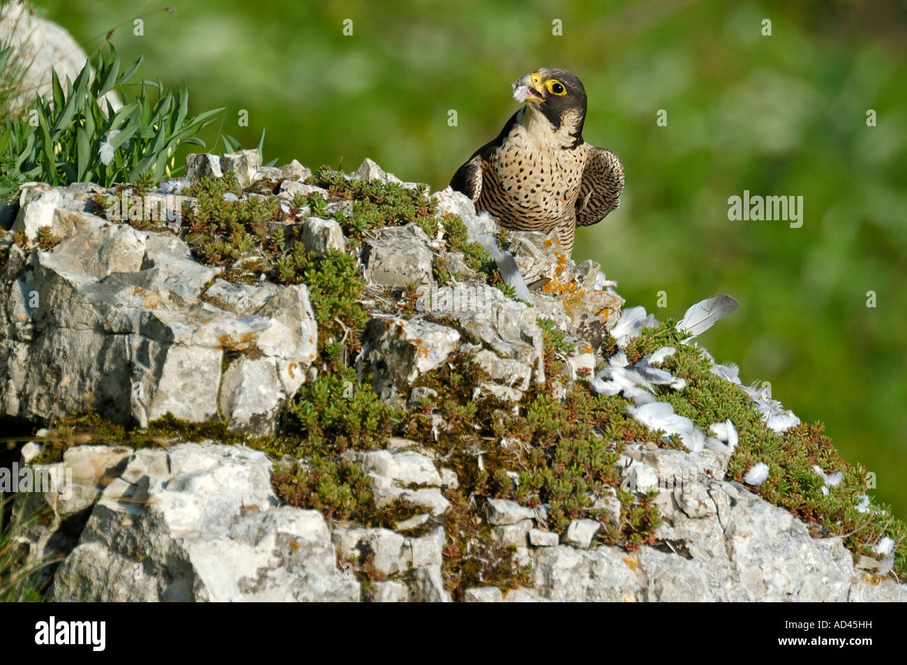 Falco pellegrino (Falco peregrinus), femmina con borsa, piccione Foto Stock