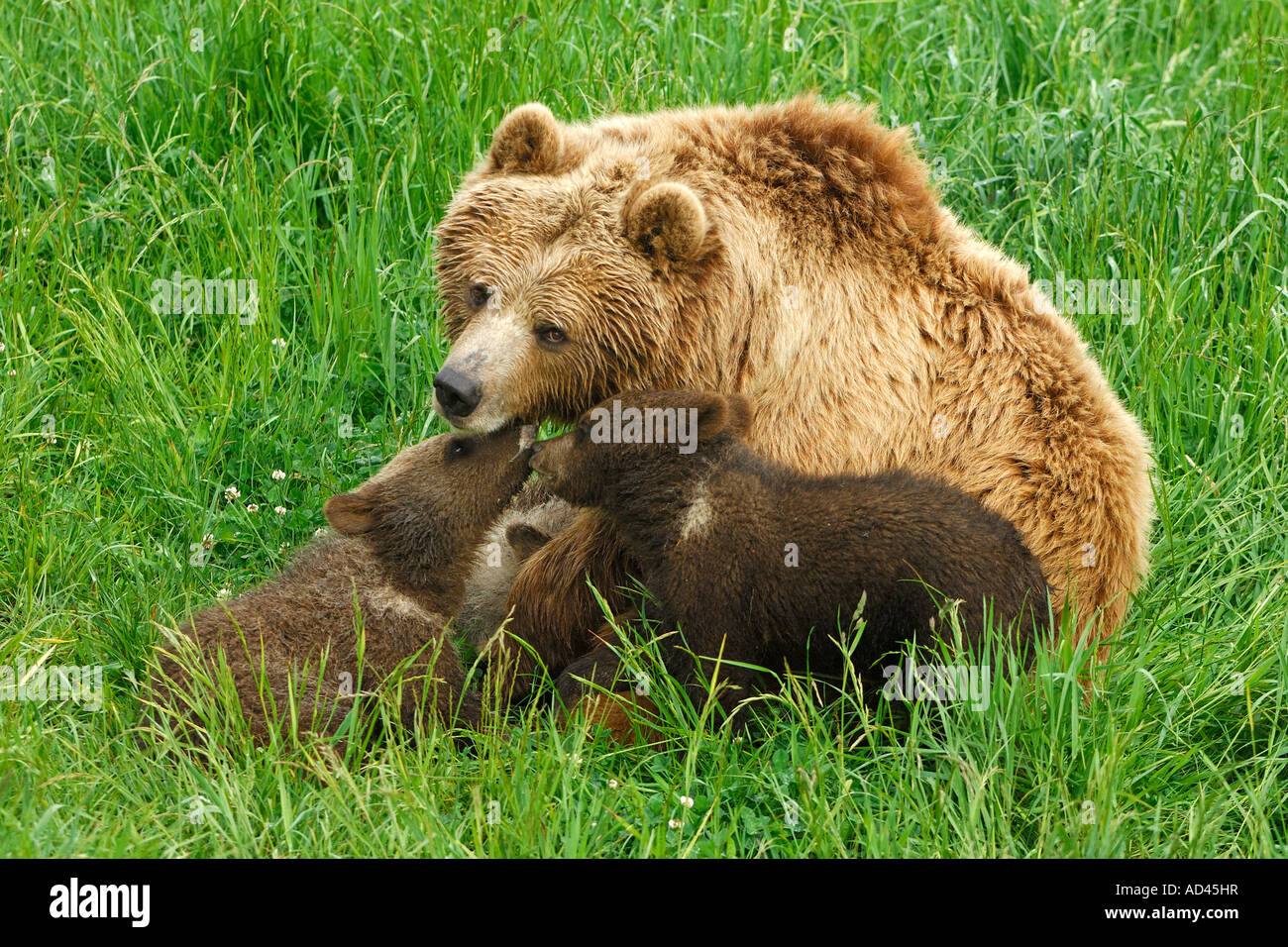 Unione l'orso bruno (Ursus arctos), ella-bear giocando con i cuccioli Foto Stock