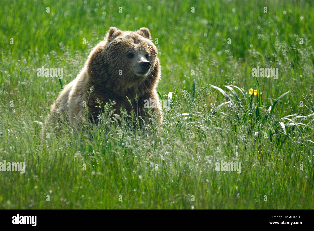 Unione l'orso bruno (Ursus arctos), in esecuzione Foto Stock