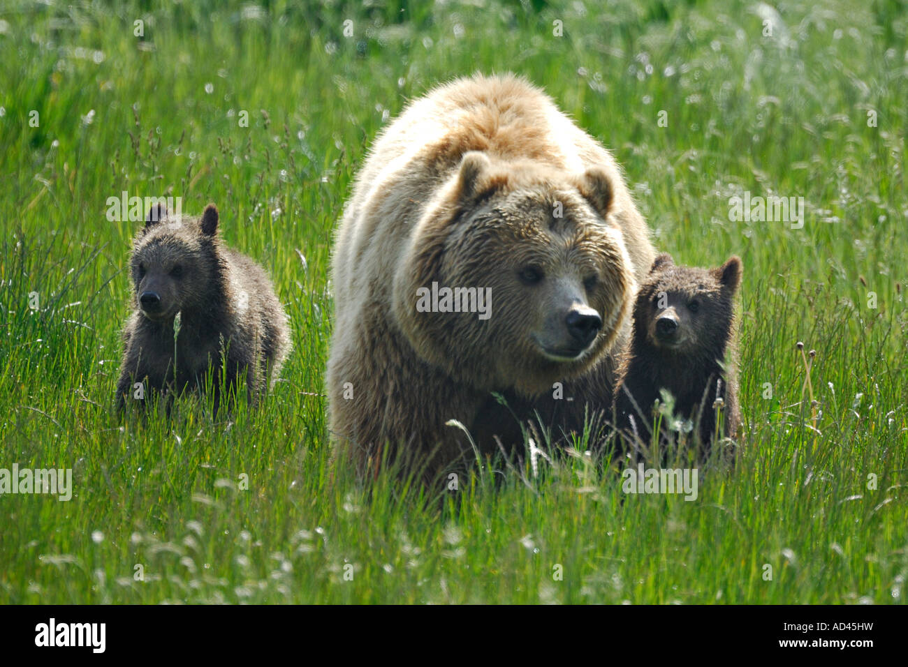 Unione l'orso bruno (Ursus arctos), femmina con due cuccioli Foto Stock