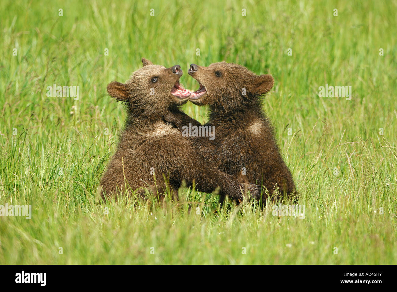 Unione l'orso bruno (Ursus arctos), cani giocando Foto Stock