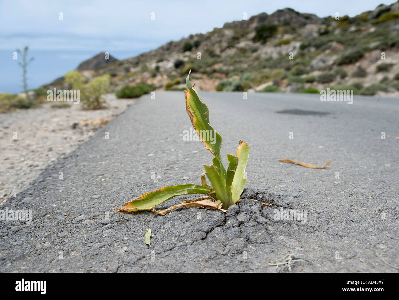 Un impianto rotto attraverso l'asfalto, Creta, Grecia Foto Stock