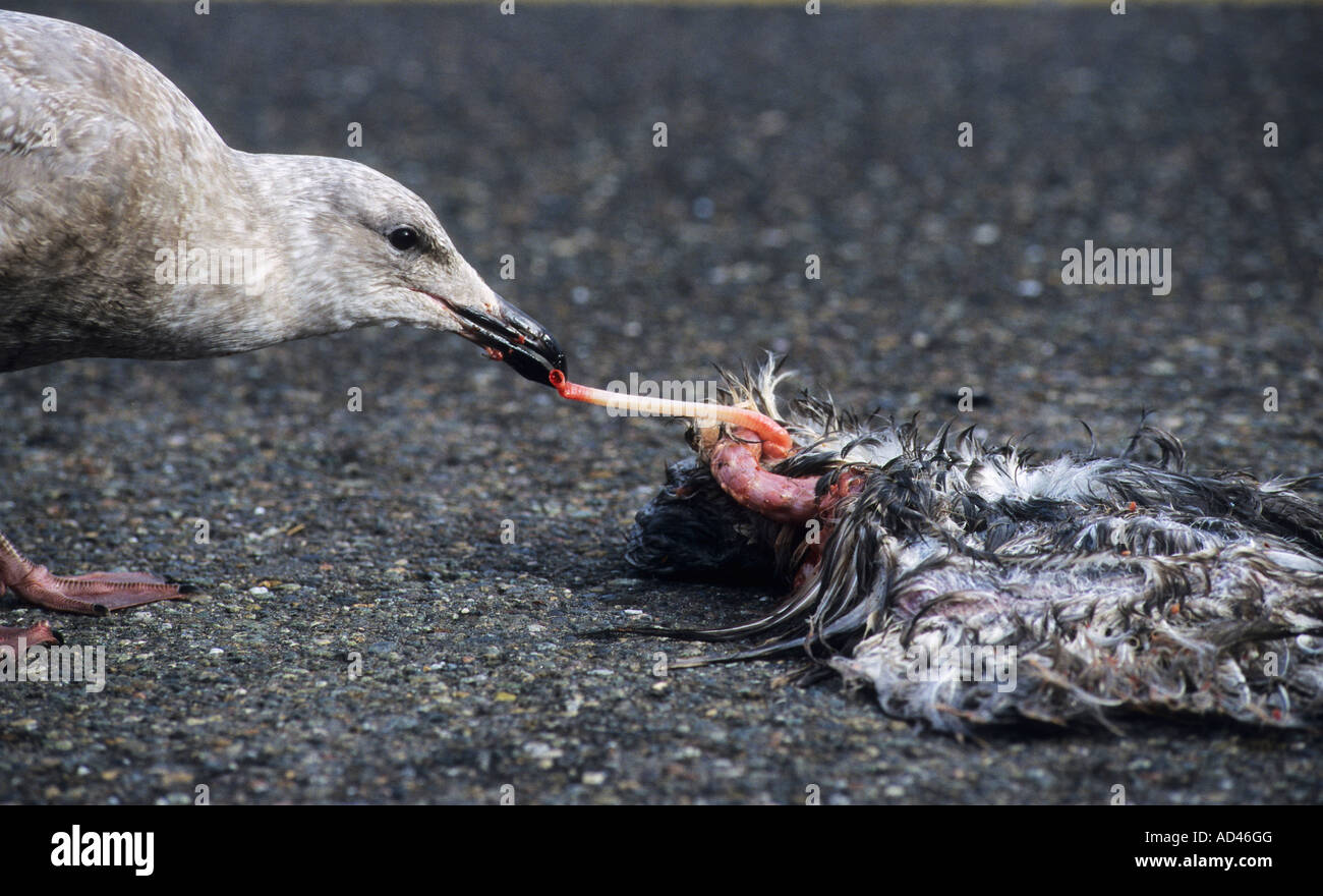 Seagull mangiando un altro seagull Foto Stock