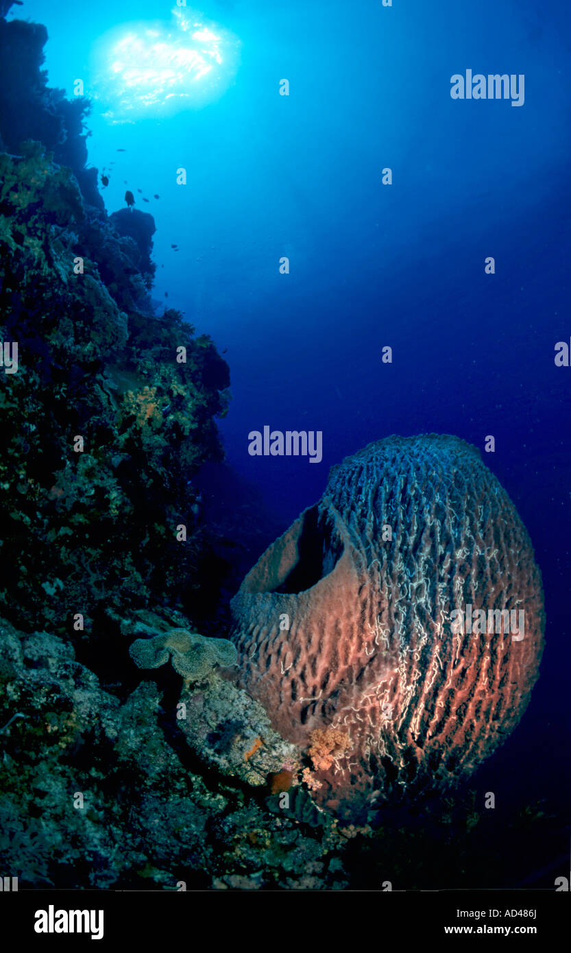 Canna gigante, spugna Xestospongia "testudinaria, in una barriera corallina Foto Stock