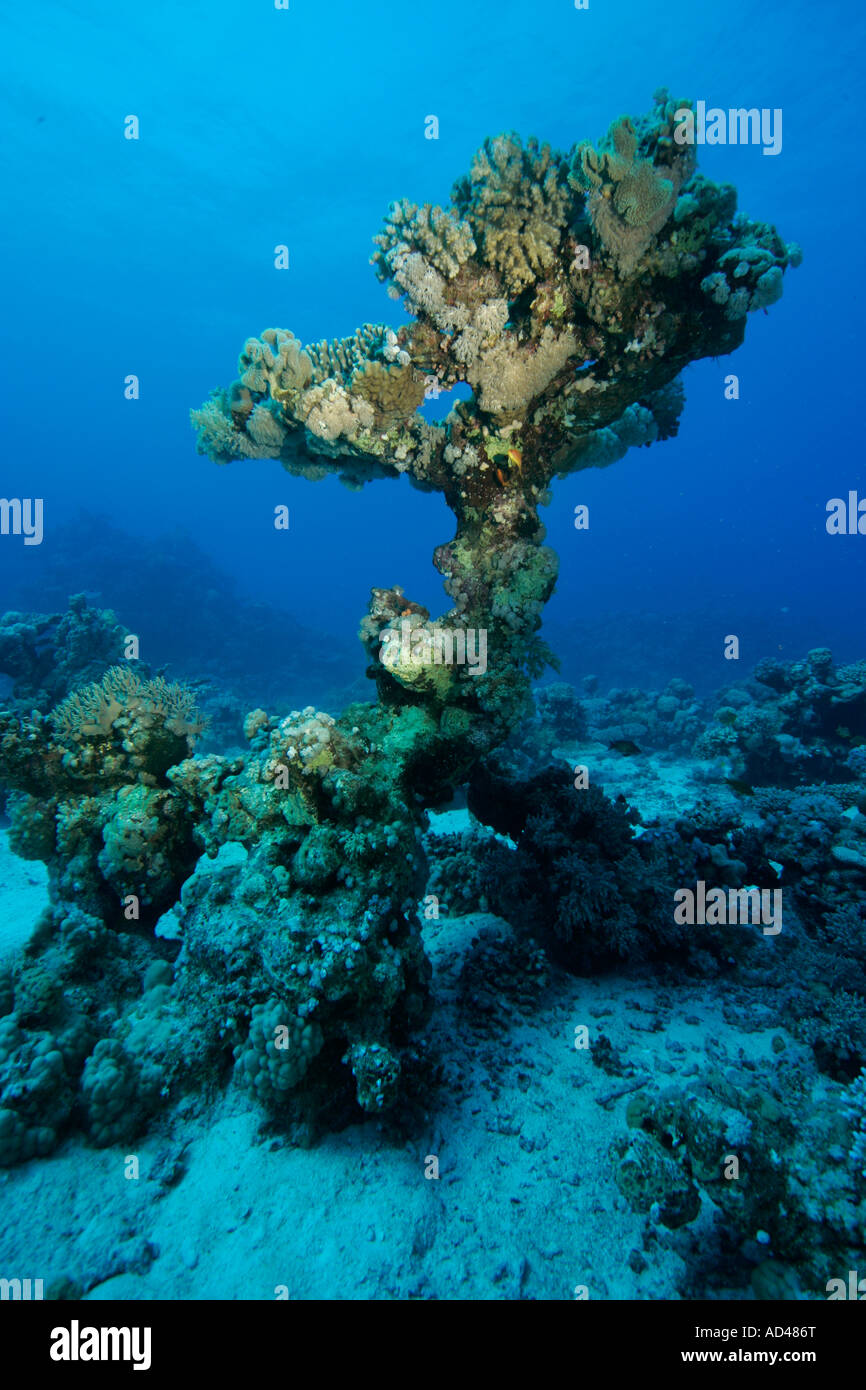 Corallls in Mar Rosso, Egitto Foto Stock