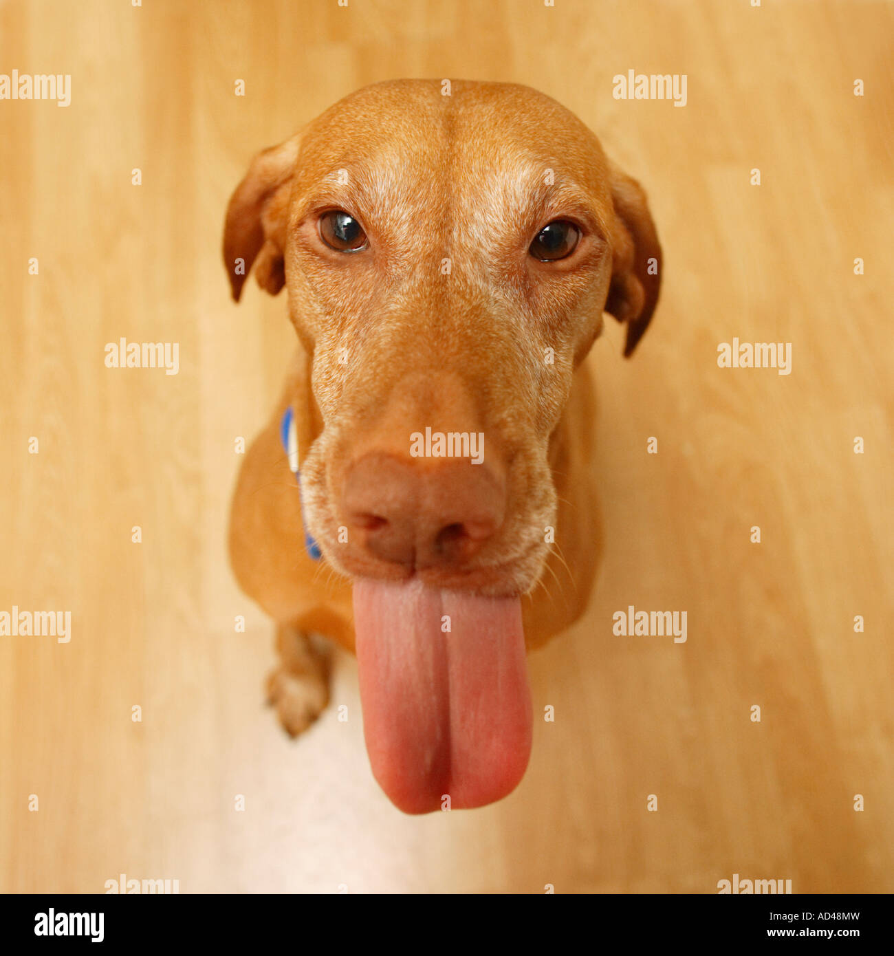 Un ansioso cane ottiene entusiasti di ricevere un trattamento. Foto Stock