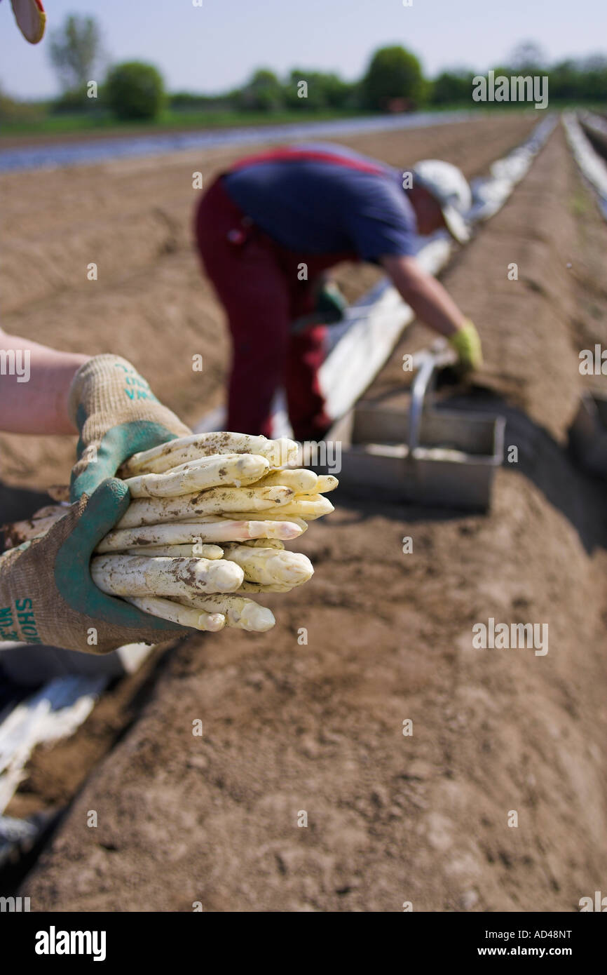 Aiutanti harvest asparagi, Hessen, Germania. Foto Stock