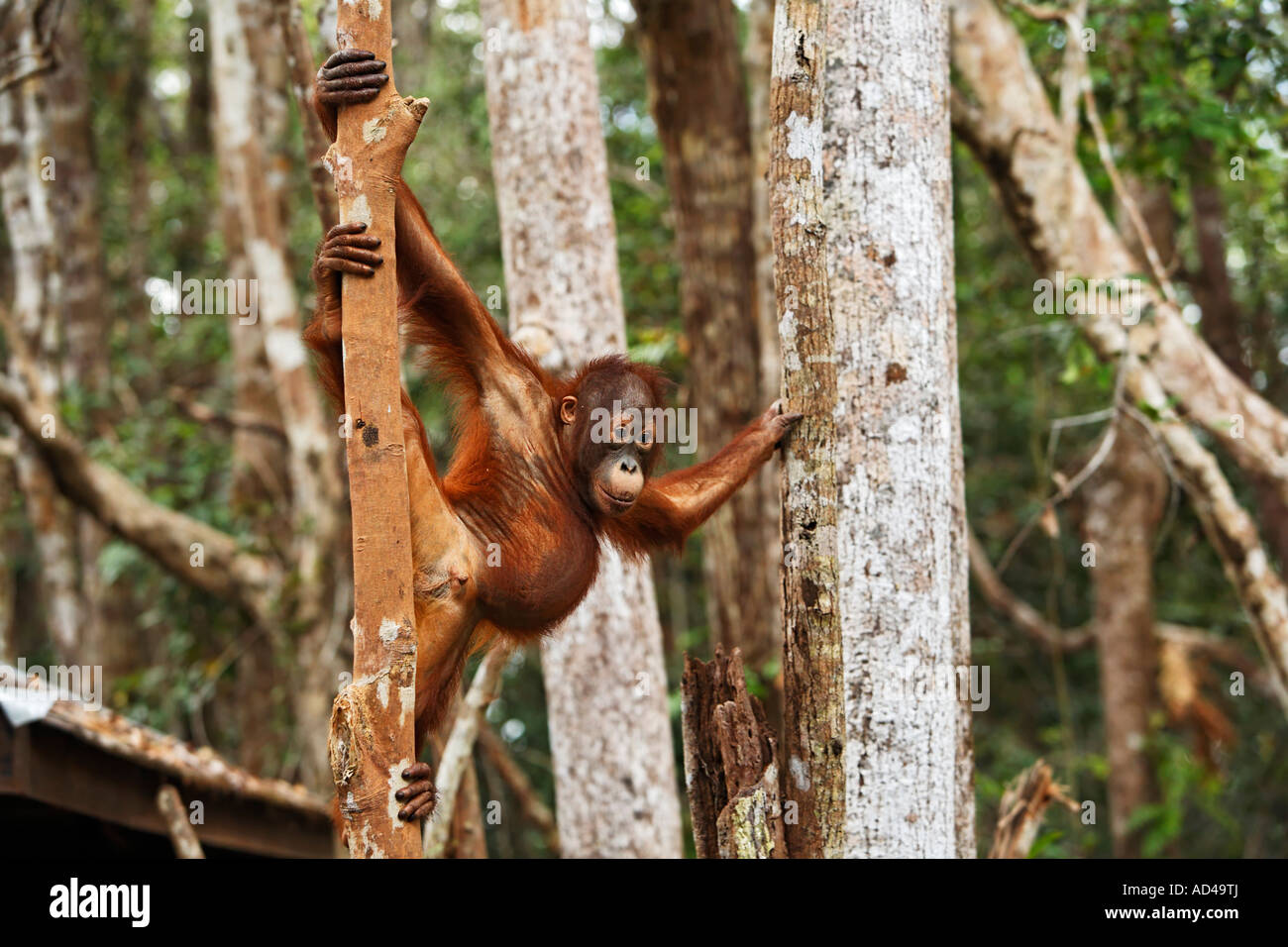 Orang-Utan (Pongo pygmaeus) in Tanjung Putting parco nazionale, Central-Kalimantan, Borneo, Indonesia Foto Stock