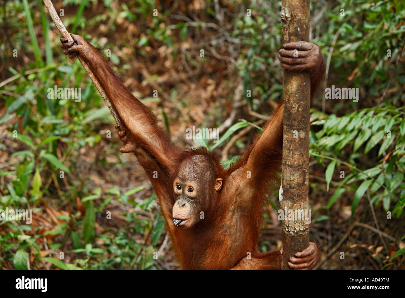 Orang-Utan (Pongo pygmaeus) in Tanjung Putting parco nazionale, Central-Kalimantan, Borneo, Indonesia Foto Stock