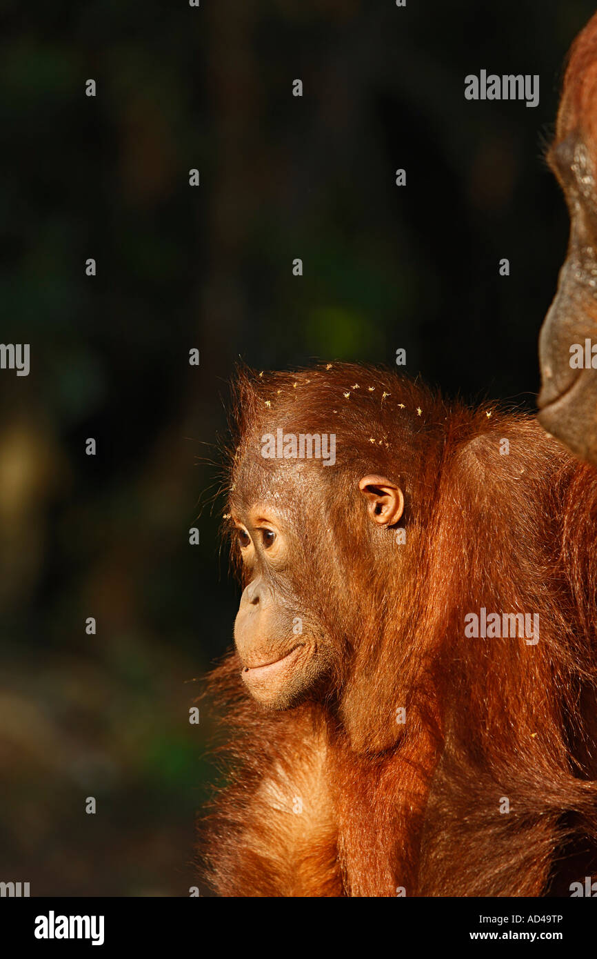 Orang-Utan (Pongo pygmaeus) in Tanjung Putting parco nazionale, Central-Kalimantan, Borneo, Indonesia Foto Stock