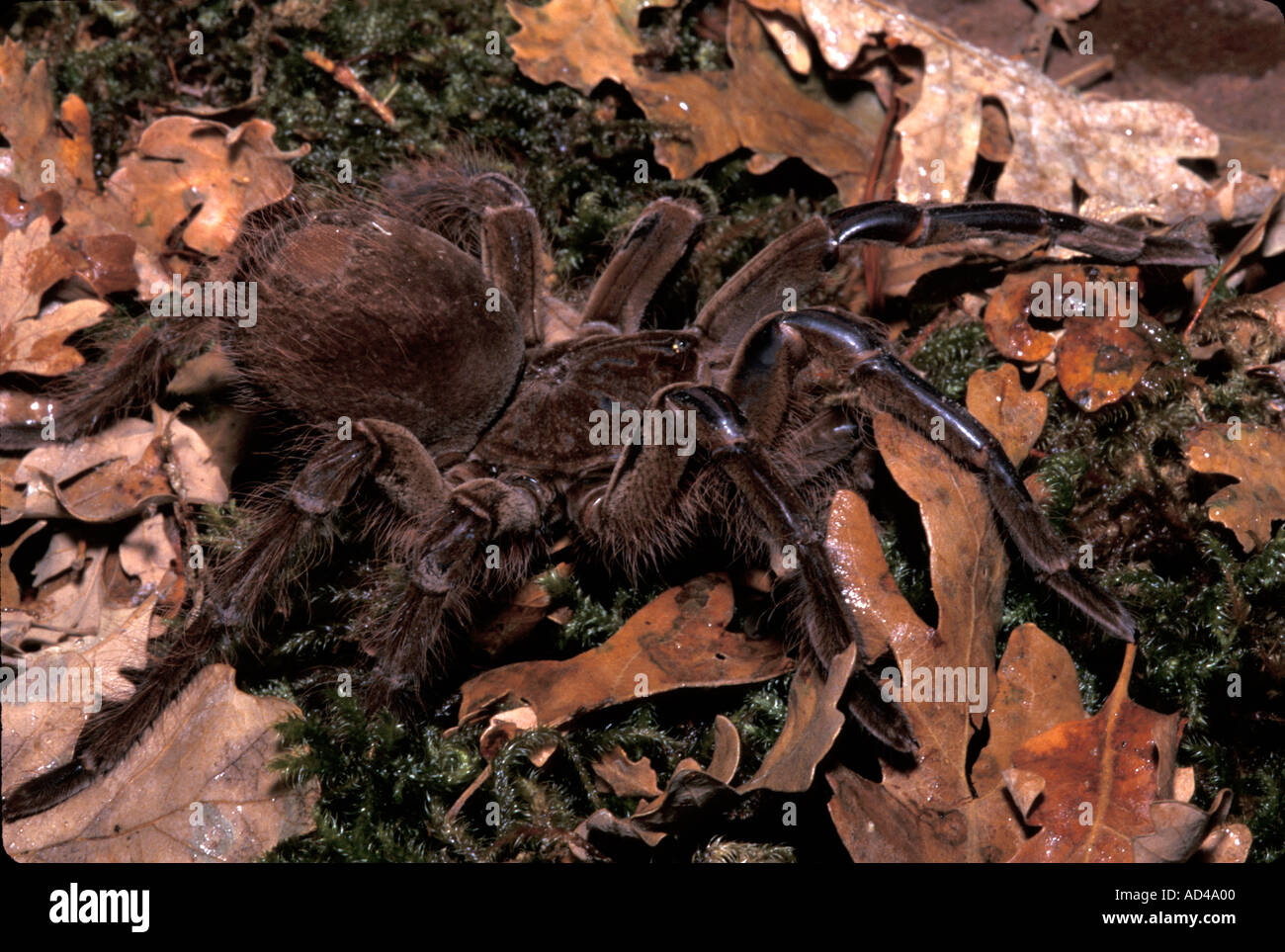 Il ragno INVERTIBRATE BIRD mangiando GOLIA THERAPHOSA LEBLONDI Foto Stock