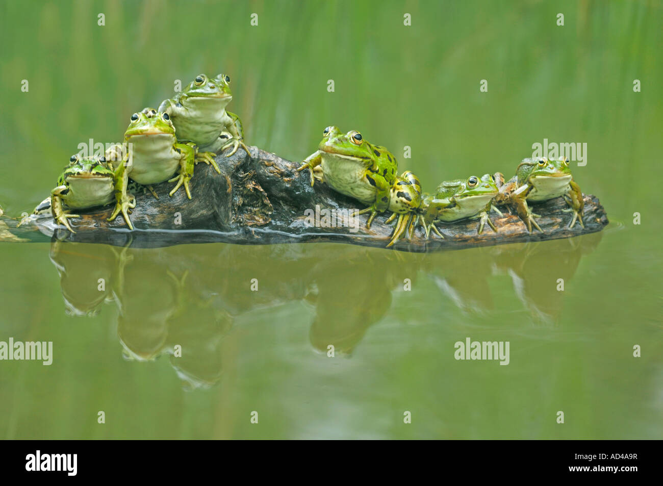 Rane commestibili (Rana esculenta) seduto su un ramo Foto Stock