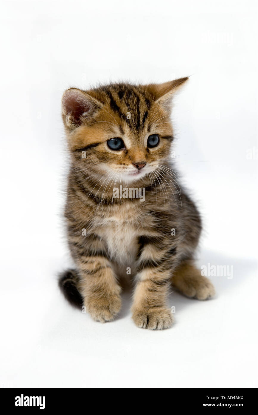 Tabby kitten su sfondo bianco Foto Stock