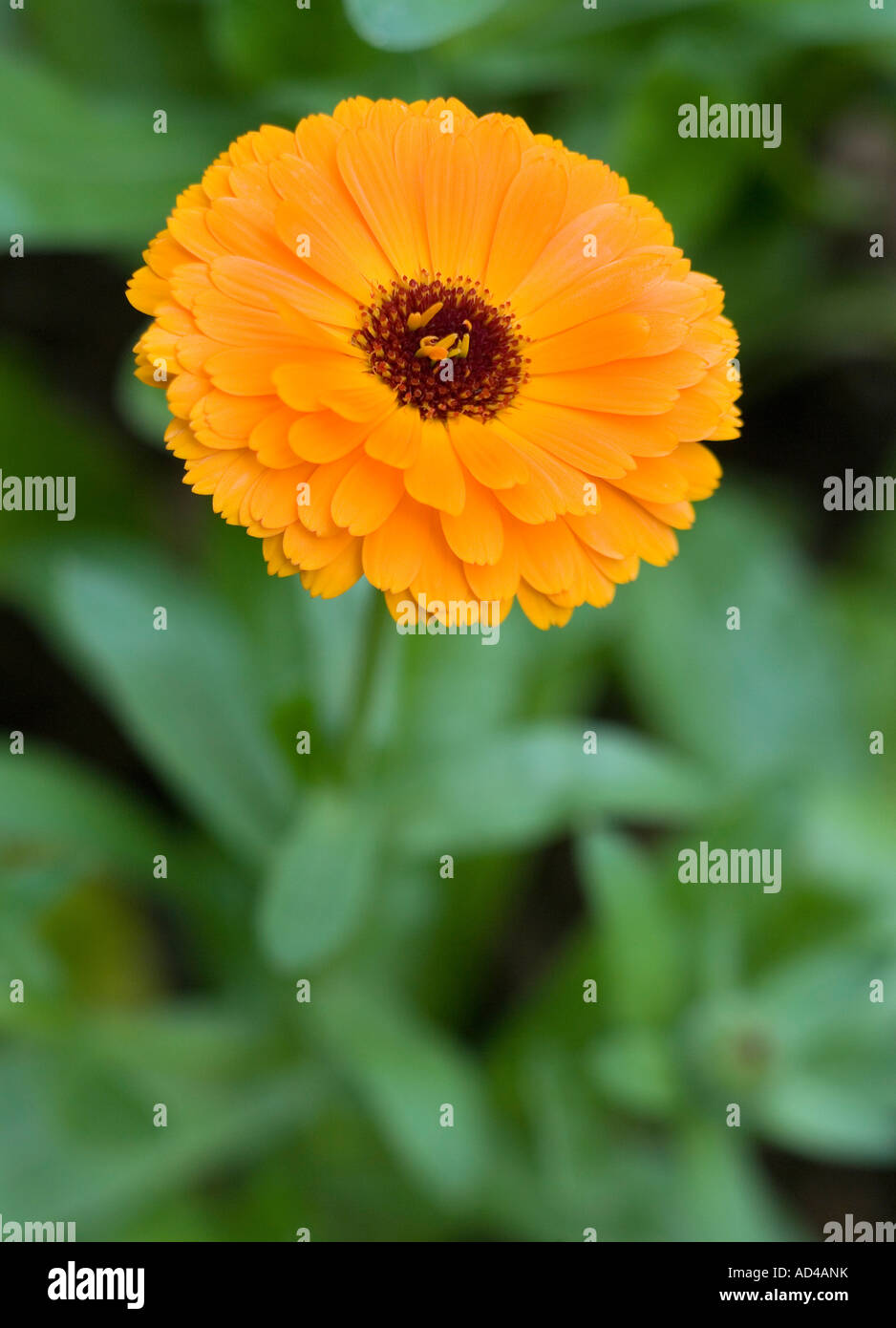 Un fiore di arancia di calendula Foto Stock