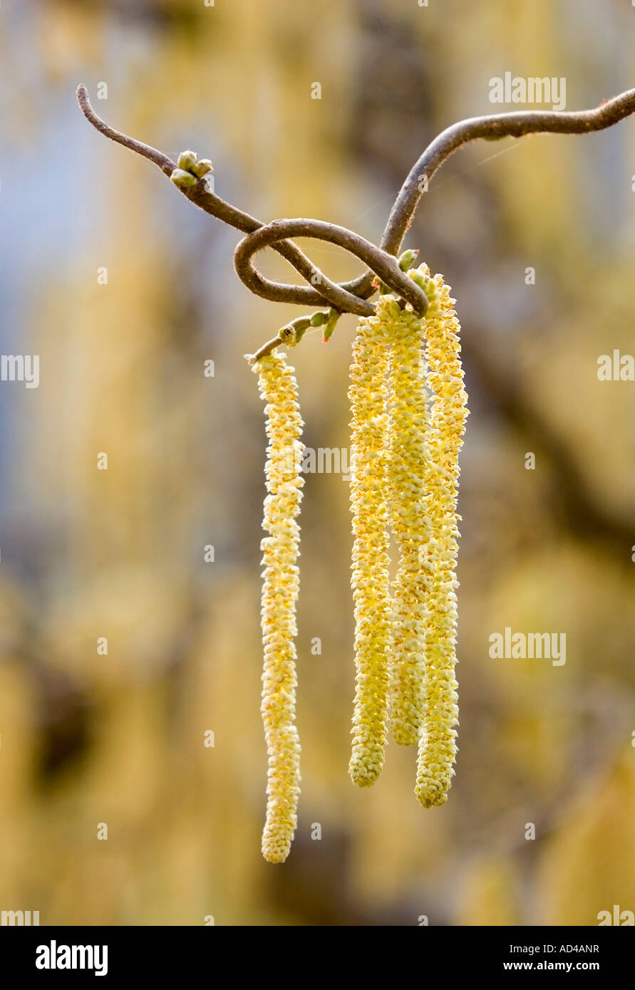 Un cavatappi di fioritura e boccola di nocciolo (Corylus avellana contorta) Foto Stock