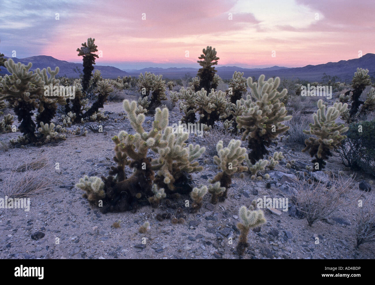 Cactus, Yoshua Tree National Park, Stati Uniti d'America, STATI UNITI D'AMERICA Foto Stock