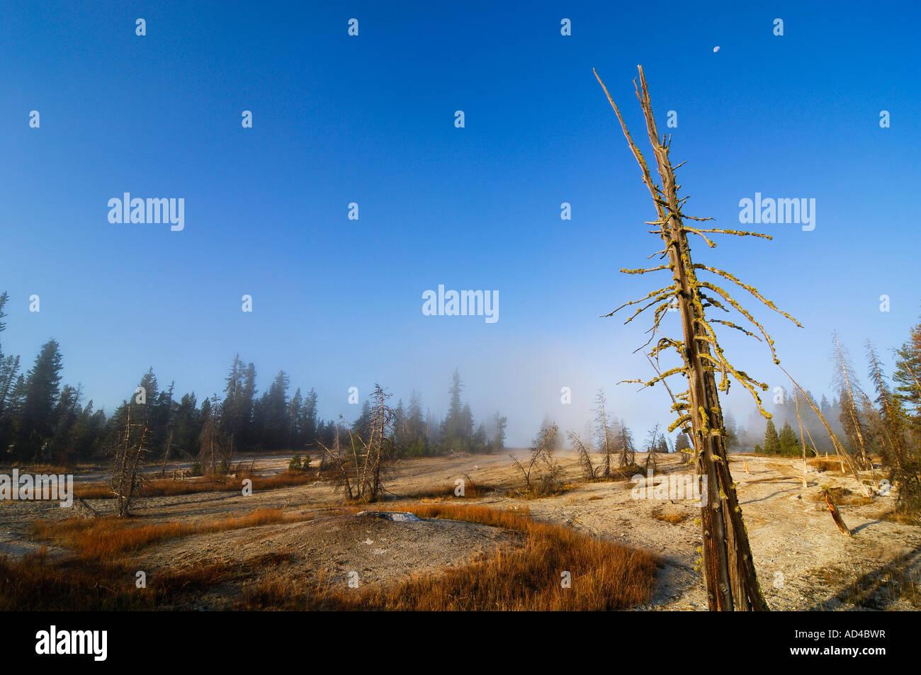 Paesaggio, il Parco nazionale di Yellowstone, Wyoming USA Foto Stock