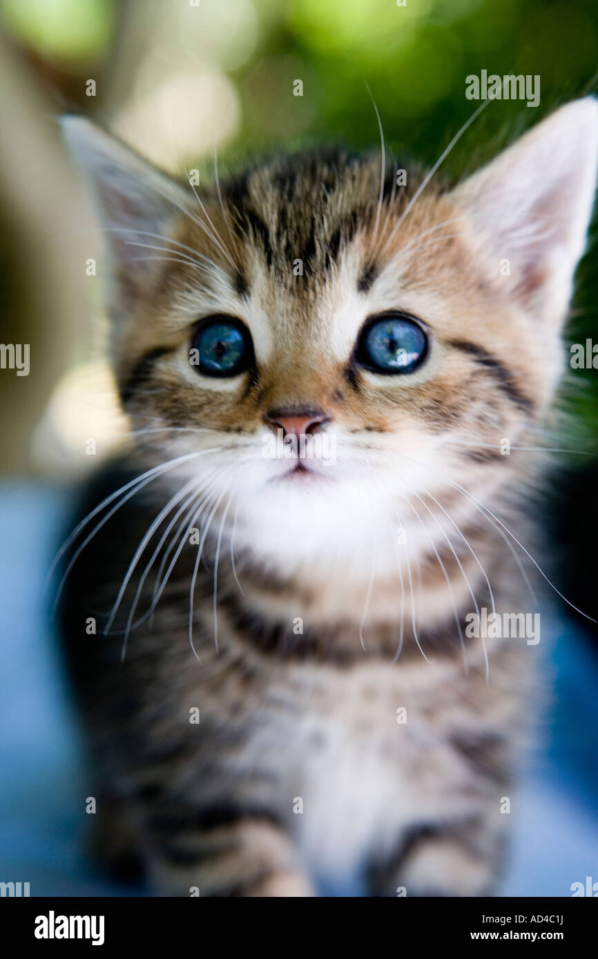 Close up tabby gattino con messa a fuoco morbida dello sfondo del giardino Foto Stock