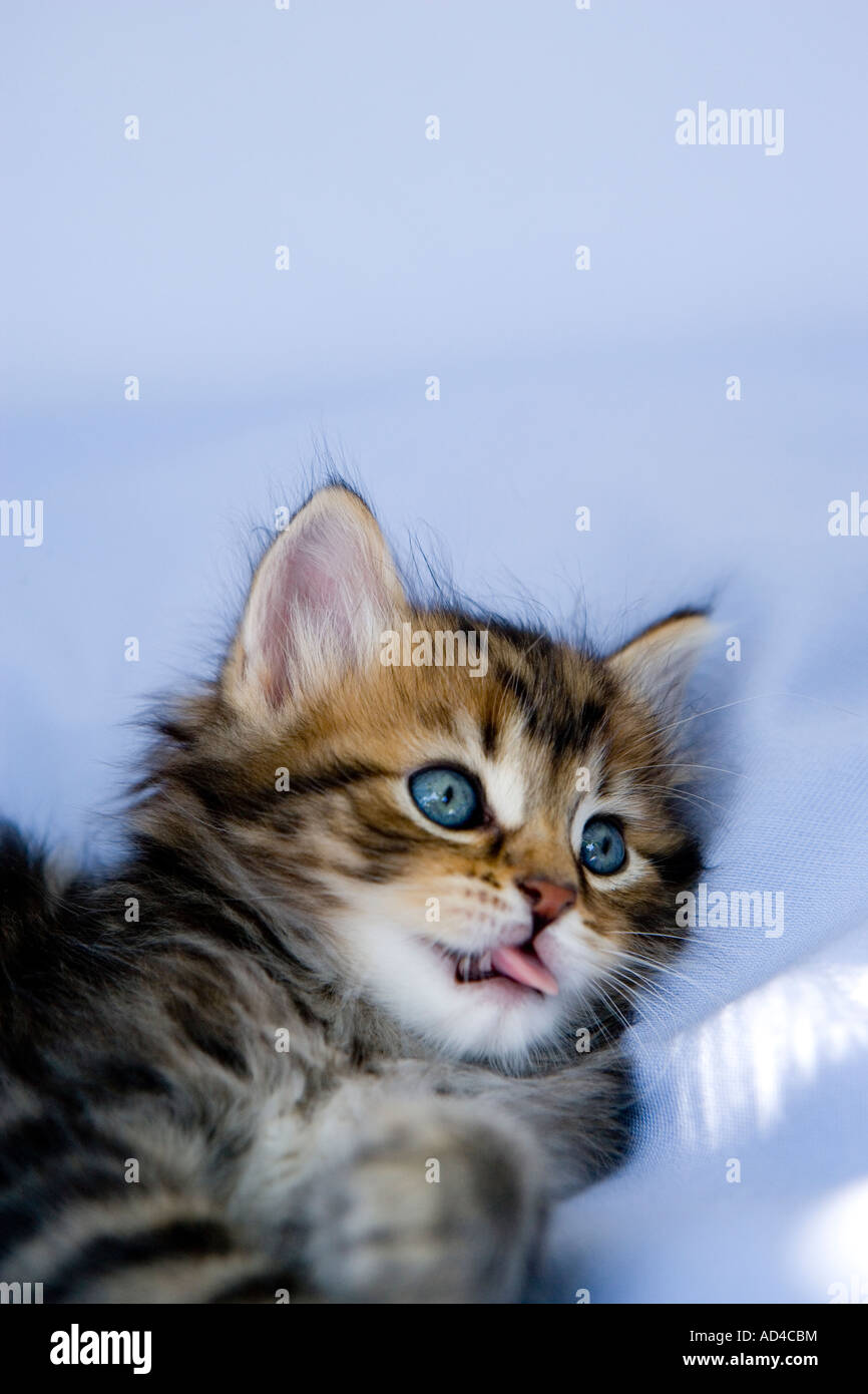 Tabby gattino sdraiato sul blu tessuto di seta con la lingua fuori Foto Stock
