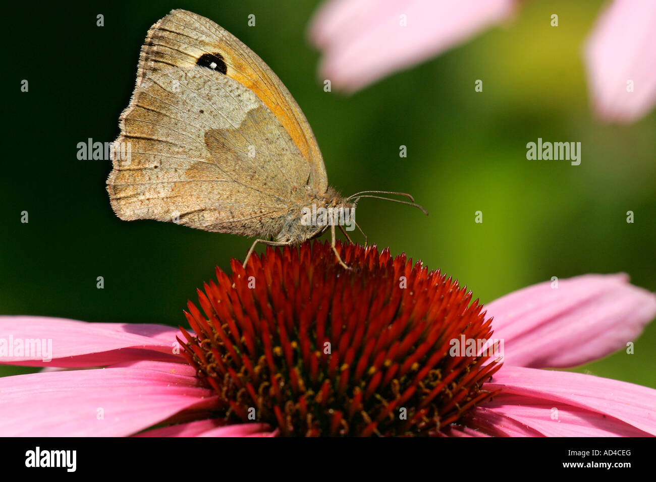 Prato marrone a farfalla posata su un cono viola sbocciare dei fiori - butterfly (Maniola jurtina) (Echinacea purpurea) Foto Stock