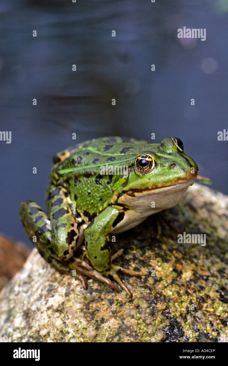 Unione rana verde seduto su una pietra ad un laghetto in giardino (Rana esculenta) Foto Stock