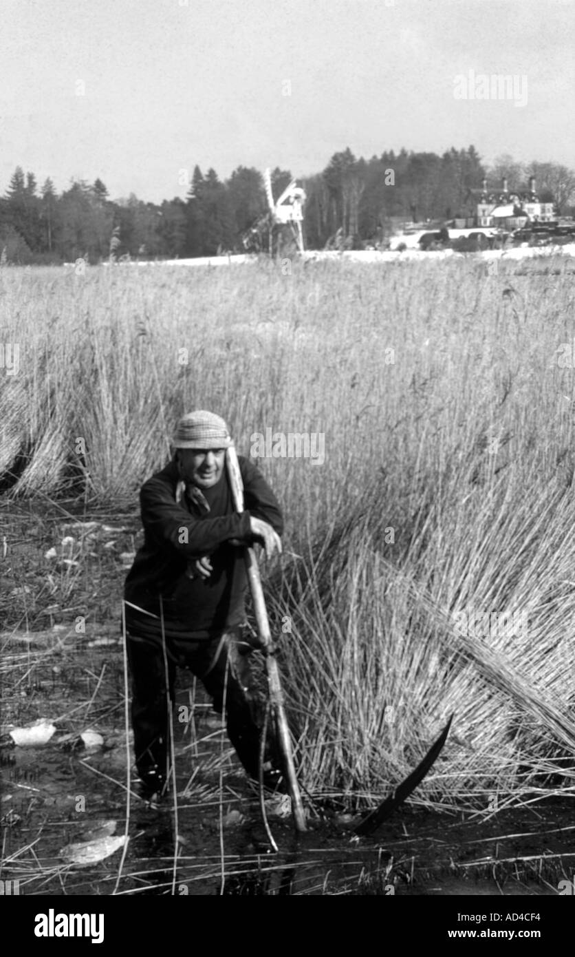 ERIC EDWARDS REED a taglio come collina vicino LUDHAM Norfolk Broads NORFOLK East Anglia England Regno Unito Foto Stock