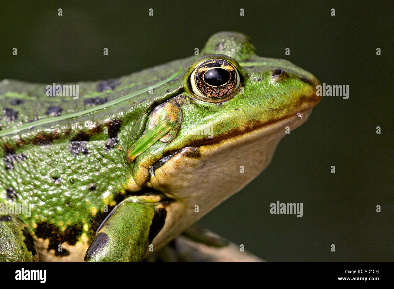 Unione rana verde - close up (Rana esculenta) Foto Stock