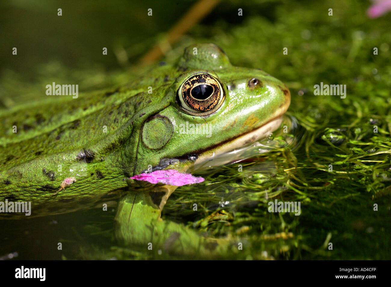 Unione rana verde nuotare in un laghetto in giardino (Rana esculenta) Foto Stock