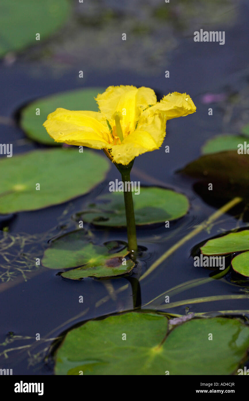 Fioritura giallo cuore flottante - pianta acquatica (Nymphoides peltata) Foto Stock