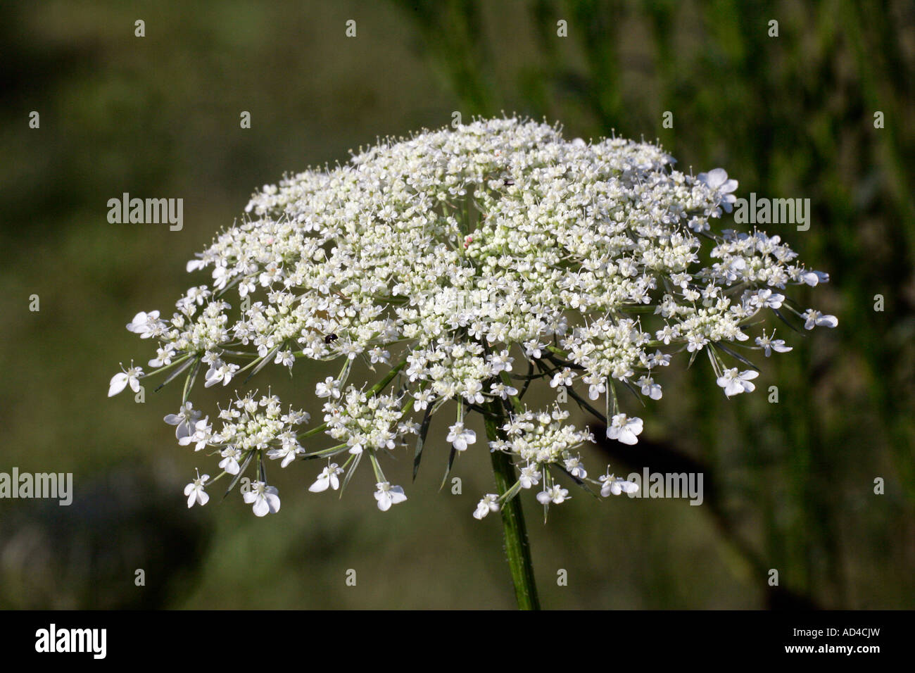 Fioritura la carota (Daucus carota ssp. carota) Foto Stock