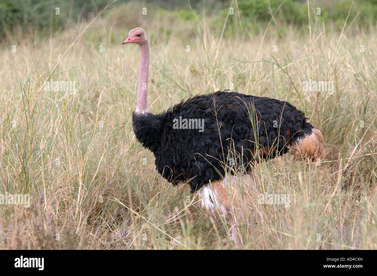 (Struzzo Struthio camelus), il Masai Mara, Kenya, Africa Foto Stock