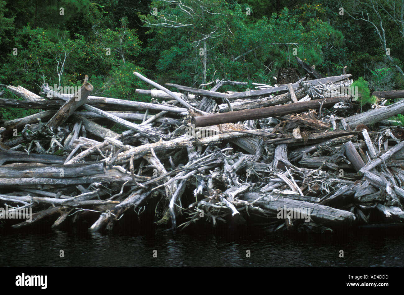 Log Jam sulla Intercoastal per via navigabile Foto Stock