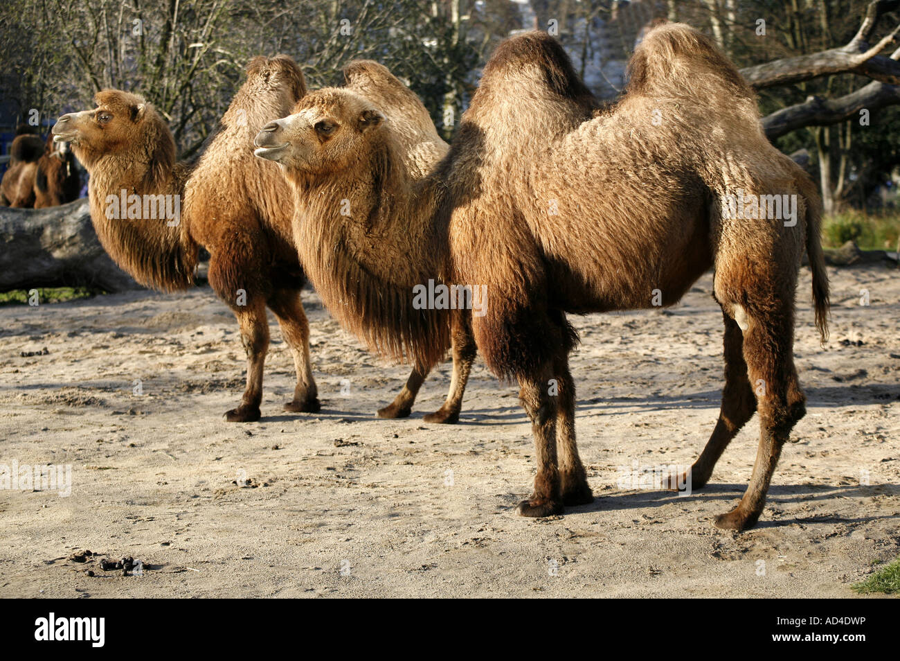 Bactrian Camel, Camelus bactrianus, con due gobbe Foto Stock