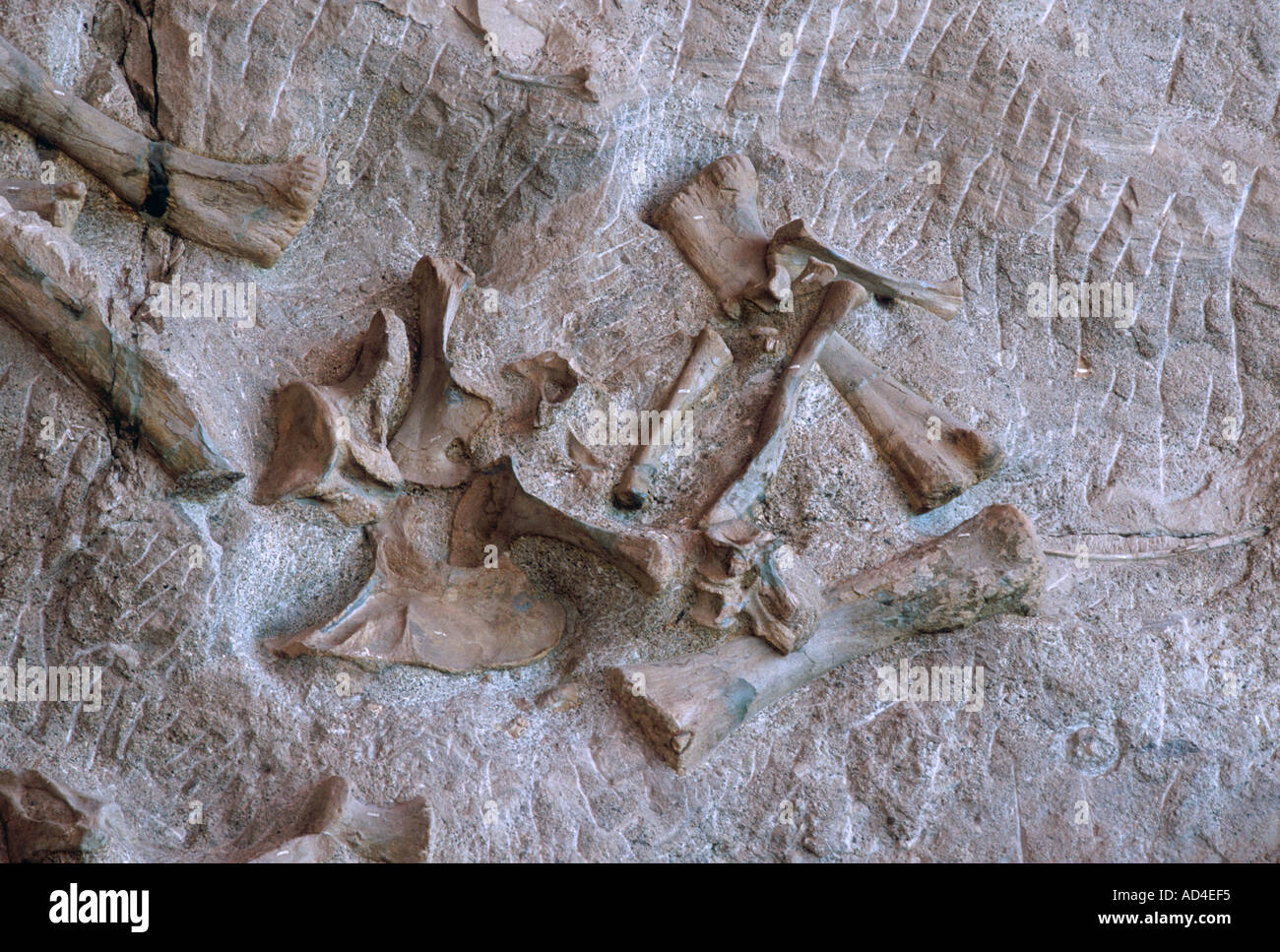Ossa di dinosauro dinosauro monumento nazionale USA Utah Foto Stock