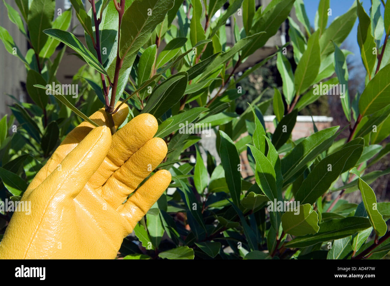 Un giallo guanti da giardinaggio e una pianta verde Foto Stock
